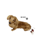 松井さん家のお犬様（個別スタンプ：6）