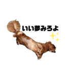 松井さん家のお犬様（個別スタンプ：7）