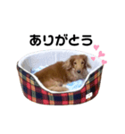 松井さん家のお犬様（個別スタンプ：8）
