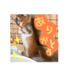 めちゃかわねこちゃんず2！（個別スタンプ：1）