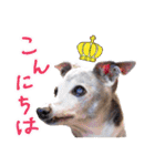 イタグレ女子♡ベルナの日常会話（個別スタンプ：5）