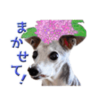 イタグレ女子♡ベルナの日常会話（個別スタンプ：12）