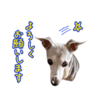 イタグレ女子♡ベルナの日常会話（個別スタンプ：19）