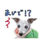 イタグレ女子♡ベルナの日常会話（個別スタンプ：21）