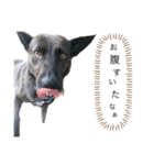 WANKOStanp1105（個別スタンプ：4）