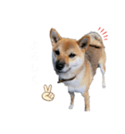 WANKOStanp1105（個別スタンプ：5）