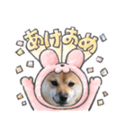 WANKOStanp1105（個別スタンプ：11）