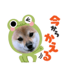 WANKOStanp1105（個別スタンプ：14）