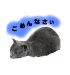 【日常会話】ロシアンブルーのるるちゃん（個別スタンプ：2）
