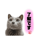 【日常会話】ロシアンブルーのるるちゃん（個別スタンプ：7）
