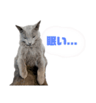 【日常会話】ロシアンブルーのるるちゃん（個別スタンプ：8）