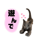 【日常会話】ロシアンブルーのるるちゃん（個別スタンプ：9）