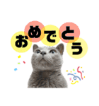 【日常会話】ロシアンブルーのるるちゃん（個別スタンプ：20）