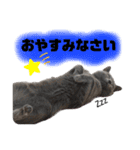 【日常会話】ロシアンブルーのるるちゃん（個別スタンプ：29）
