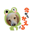 ミニチュアダックスとトイプードル♡（個別スタンプ：2）
