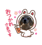 ミニチュアダックスとトイプードル♡（個別スタンプ：5）