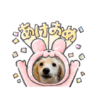 ミニチュアダックスとトイプードル♡（個別スタンプ：8）