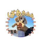 ミニチュアダックスとトイプードル♡（個別スタンプ：9）