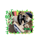 ミニチュアダックスとトイプードル♡（個別スタンプ：10）