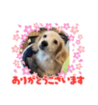 ミニチュアダックスとトイプードル♡（個別スタンプ：16）