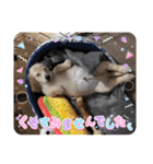 ミニチュアダックスとトイプードル♡（個別スタンプ：20）