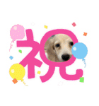 ミニチュアダックスとトイプードル♡（個別スタンプ：27）