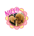 ミニチュアダックスとトイプードル♡（個別スタンプ：32）