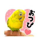 セキセイインコの可愛いピーちゃんスタンプ（個別スタンプ：13）