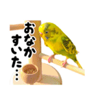 セキセイインコの可愛いピーちゃんスタンプ（個別スタンプ：15）