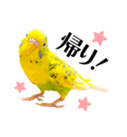 セキセイインコの可愛いピーちゃんスタンプ（個別スタンプ：18）