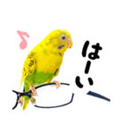 セキセイインコの可愛いピーちゃんスタンプ（個別スタンプ：21）