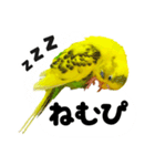 セキセイインコの可愛いピーちゃんスタンプ（個別スタンプ：25）