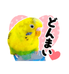 セキセイインコの可愛いピーちゃんスタンプ（個別スタンプ：26）