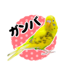 セキセイインコの可愛いピーちゃんスタンプ（個別スタンプ：27）