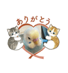 インコのラムネちゃん。（個別スタンプ：4）