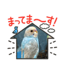 インコのラムネちゃん。（個別スタンプ：7）