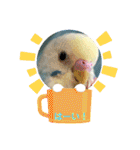 インコのラムネちゃん。（個別スタンプ：9）
