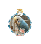 インコのラムネちゃん。（個別スタンプ：10）