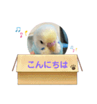 インコのラムネちゃん。（個別スタンプ：16）