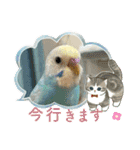 インコのラムネちゃん。（個別スタンプ：17）