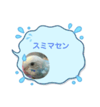インコのラムネちゃん。（個別スタンプ：21）