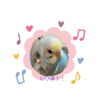 インコのラムネちゃん。（個別スタンプ：23）