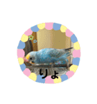 インコのラムネちゃん。（個別スタンプ：24）