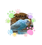インコのラムネちゃん。（個別スタンプ：25）