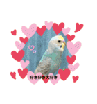 インコのラムネちゃん。（個別スタンプ：26）