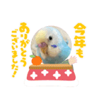 インコのラムネちゃん。（個別スタンプ：28）