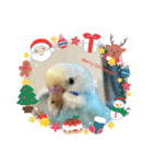インコのラムネちゃん。（個別スタンプ：31）