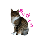 りんご、チョロ、もも ＆すいかの思い出（個別スタンプ：7）
