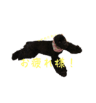 てんちゃんスタンプ、（個別スタンプ：22）