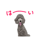 すたんぷーのスタンプ（個別スタンプ：7）